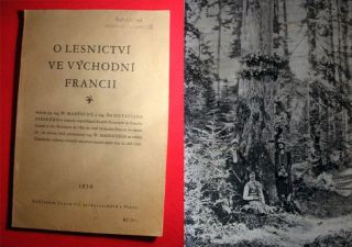 O LESNICTVÍ VE VÝCHODNÍ FRANCII, 1930